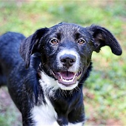 Photo of PUPPY LIVIE