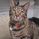 Adopt A Pet :: Big Mac - Locust Grove, GA