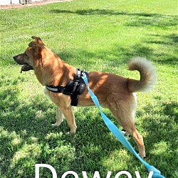 Thumbnail photo of Dewey #1
