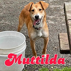 Photo of Muttilda