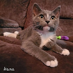 Thumbnail photo of Hana #1