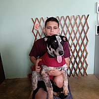adopt a pet