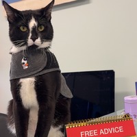 adopt a pet