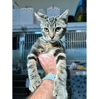 adopt-pet