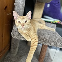 adopt a pet