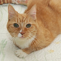 Thumbnail photo of Pappy the Wonder Cat (3 legged #1