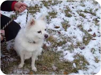 american eskimo dog rescue michigan david adopted dog oxford mi pomeranian american eskimo dog mix american eskimo dog rescue michigan david adopted dog oxford mi pomeranian american eskimo dog mix