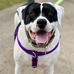 Photo of Sadie