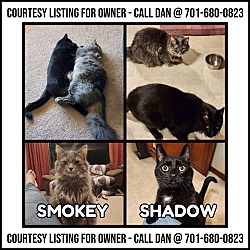 Thumbnail photo of Shadow & Smokey-COURTESY LIST #1