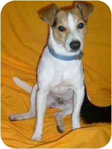 Portsmouth Ri Jack Russell Terrier Meet Waylen A Pet For Adoption