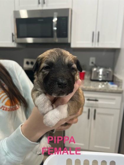 Photo of Pippa IN FOSTER