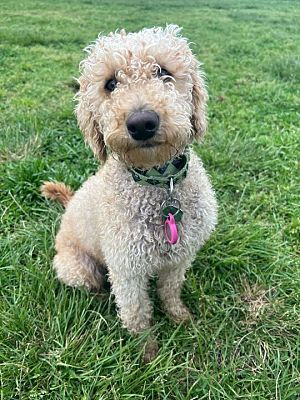 San Diego, CA - Goldendoodle. Meet Loosey a Pet for Adoption ...