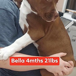 Thumbnail photo of Bella #3