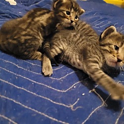 Thumbnail photo of Kittens #3