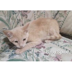 Photo of Baby Spice