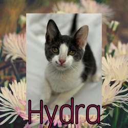 Photo of Hydra