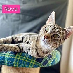 Thumbnail photo of Nova #1