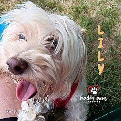 Thumbnail photo of Lily #1