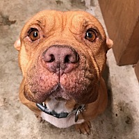 adopt a pet