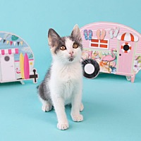 adopt a pet