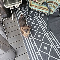 adopt-pet