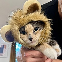 adopt a pet