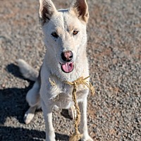 adopt a pet