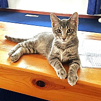 adopt a pet