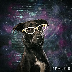 Thumbnail photo of Frankie Girl! #2