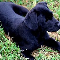 Thumbnail photo of CASSIE(ADORABLE LAB PUPPY!! #4