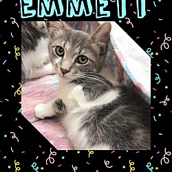 Photo of Emmett
