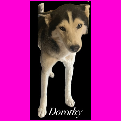 Photo of DOROTHY