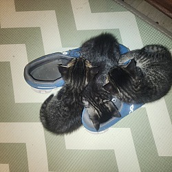 Photo of 3 kittens, Diego, Luther, Vanya