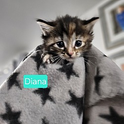 Photo of Diana (AVAIL PRE-ADOPTION)