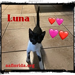 Thumbnail photo of Luna #2