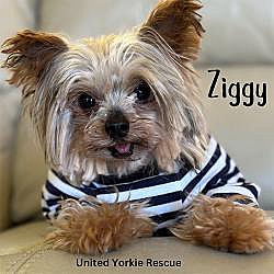 Photo of Ziggy