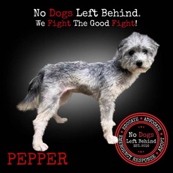 Thumbnail photo of Pepper 7731 #1