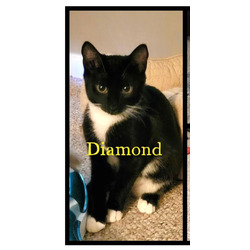 Thumbnail photo of Diamond #2