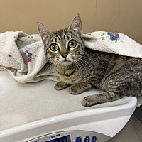 adopt a pet