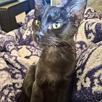 adopt-pet