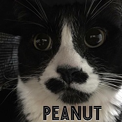 Thumbnail photo of Peanut #1