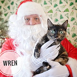 Thumbnail photo of Wren #2
