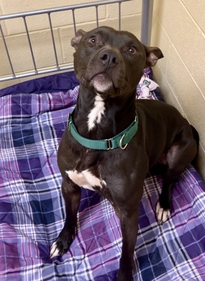 Newport News, VA - American Pit Bull Terrier. Meet Curry a Pet for ...