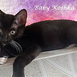 Thumbnail photo of KOSHKA (adopt with Earl) #3
