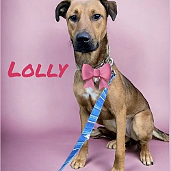 Thumbnail photo of Lolly #2