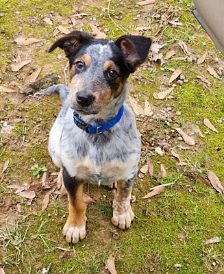 Dalton, GA - Australian Cattle Dog/Hound (Unknown Type). Meet Zeus a ...