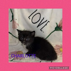 Thumbnail photo of Charlotte #1