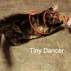 Thumbnail photo of Tiny Dancer 4145 #3