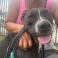 adopt a pet