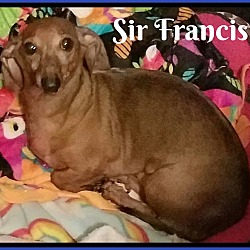Thumbnail photo of Sir Francis #2